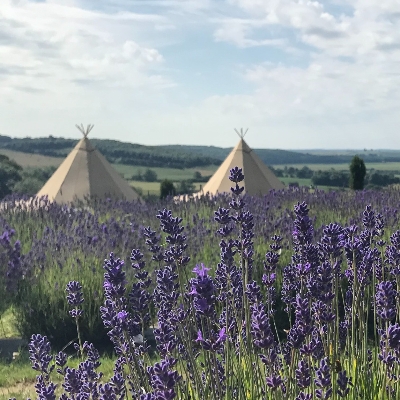 Wedding News: Tie the knot at Yorkshire Lavender