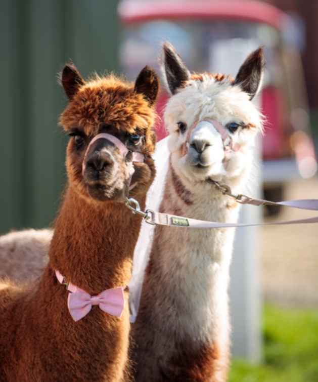 The Mile Wedding Barn two lamas one brown one white